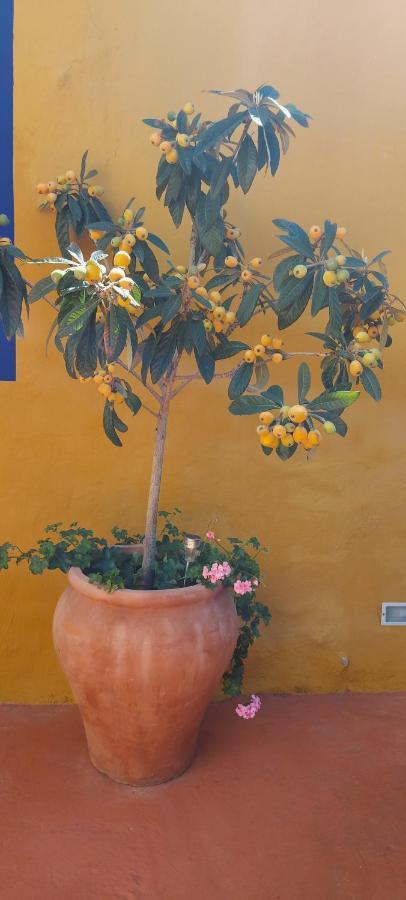 Casa Maestro Lelo - Acogedora Casa Rural Canaria Con Patios Y Jardines De Flores Las Palmas de Gran Canaria Esterno foto